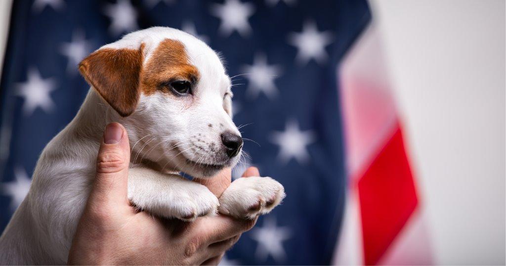 子犬にあげるご飯の回数｜犬を育てる｜ぷにぷにpaw（ポー）