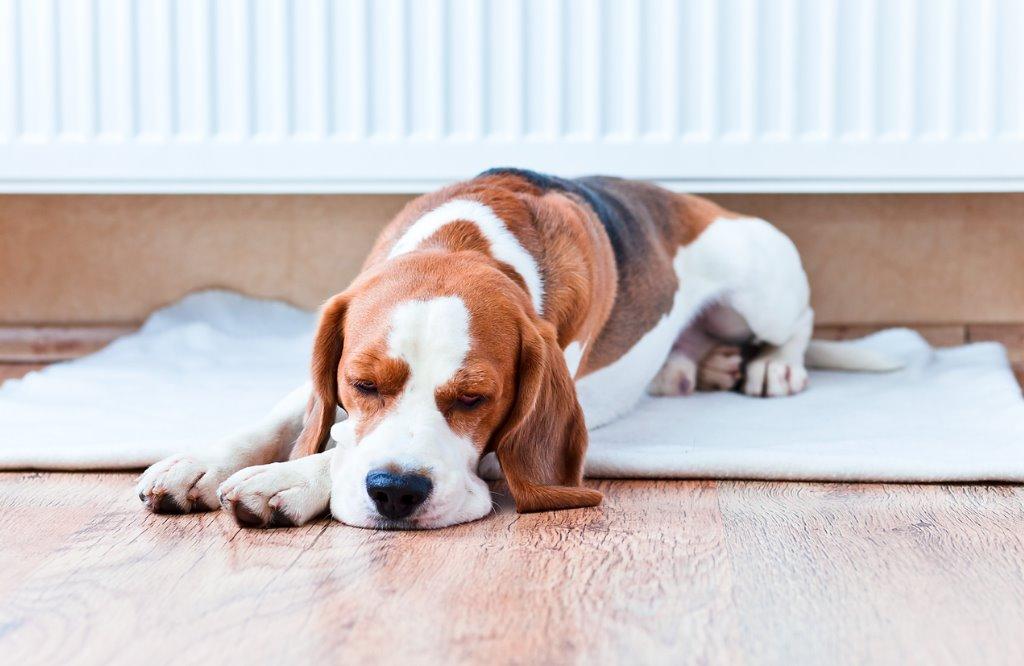 犬を家の中で放し飼いしても大丈夫 犬を育てる ぷにぷにpaw ポー