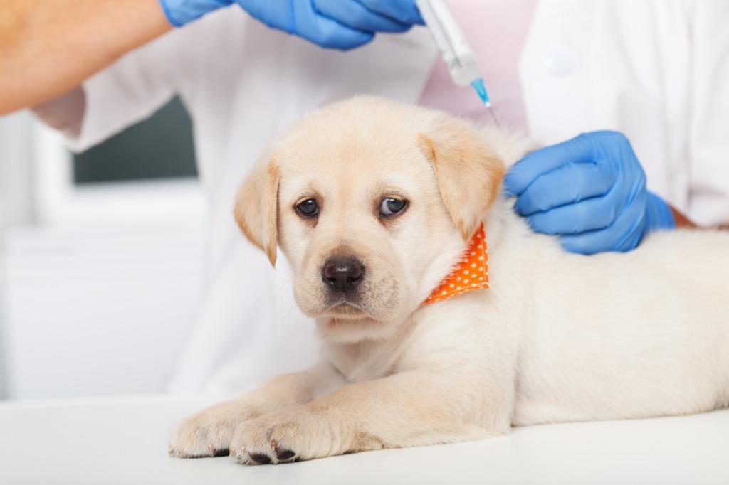 子犬のワクチン接種は何回？間隔・種類は？｜犬を育てる｜ぷにぷにpaw（ポー）