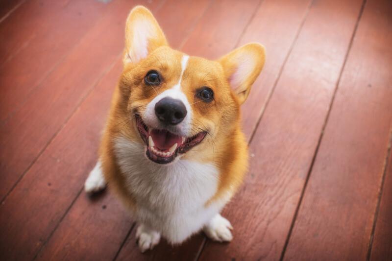 室内で犬を飼うには？初心者向けの準備と快適な環境づくり｜犬を育てる｜ぷにぷにpaw（ポー）