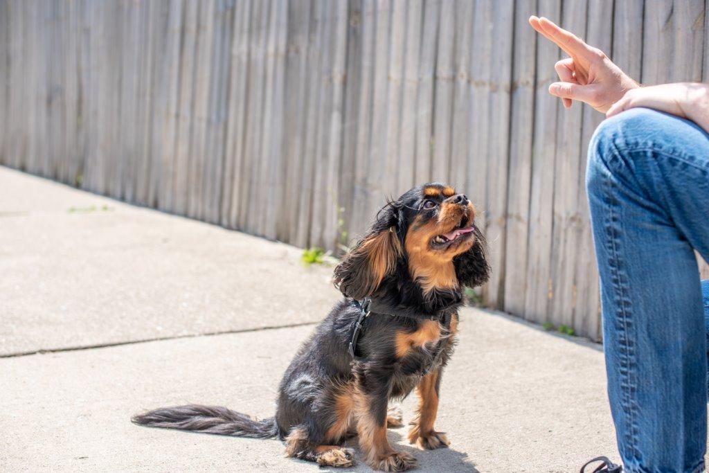 子犬をいい子に育てるための叱り方｜犬を育てる｜ぷにぷにpaw（ポー）