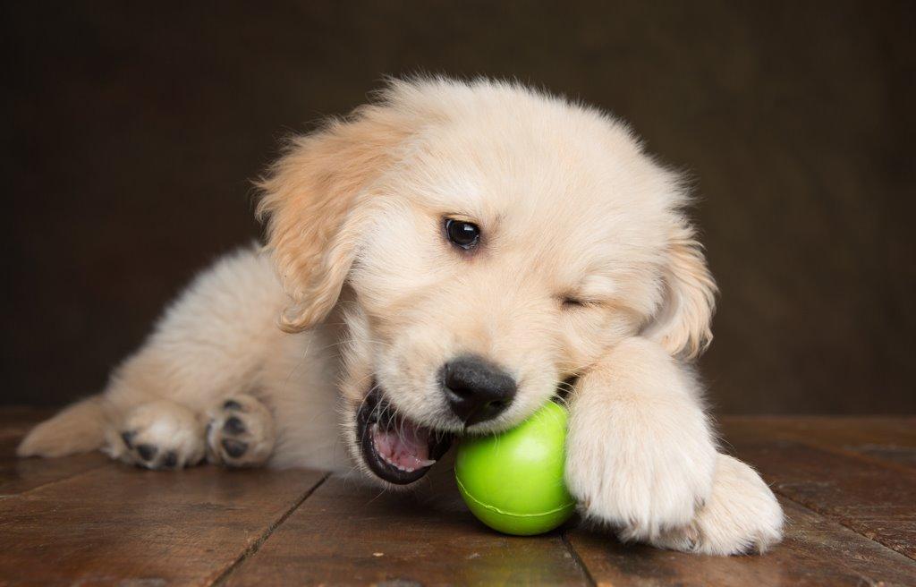 成犬になってもかわいい犬種はある 犬を育てる ぷにぷにpaw ポー