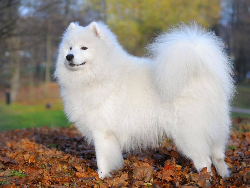 サモエドの特徴・性格・大きさ・値段相場・飼い方のポイントをご紹介｜犬を知る｜ぷにぷにpaw（ポー）