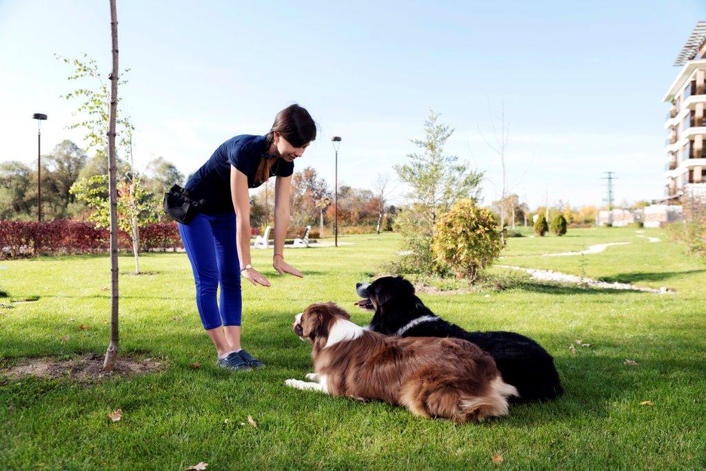 成犬のしつけ教室｜犬を育てる｜ぷにぷにpaw（ポー）