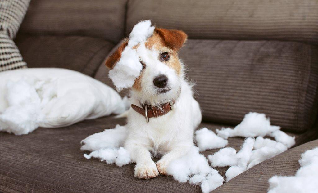 犬を家の中で放し飼いしても大丈夫 犬を育てる ぷにぷにpaw ポー