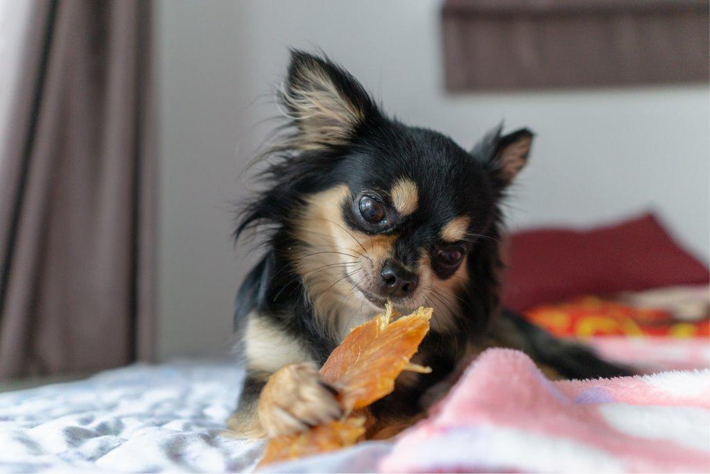 犬におやつを与えるのはいつからが良い 犬を育てる ぷにぷにpaw ポー
