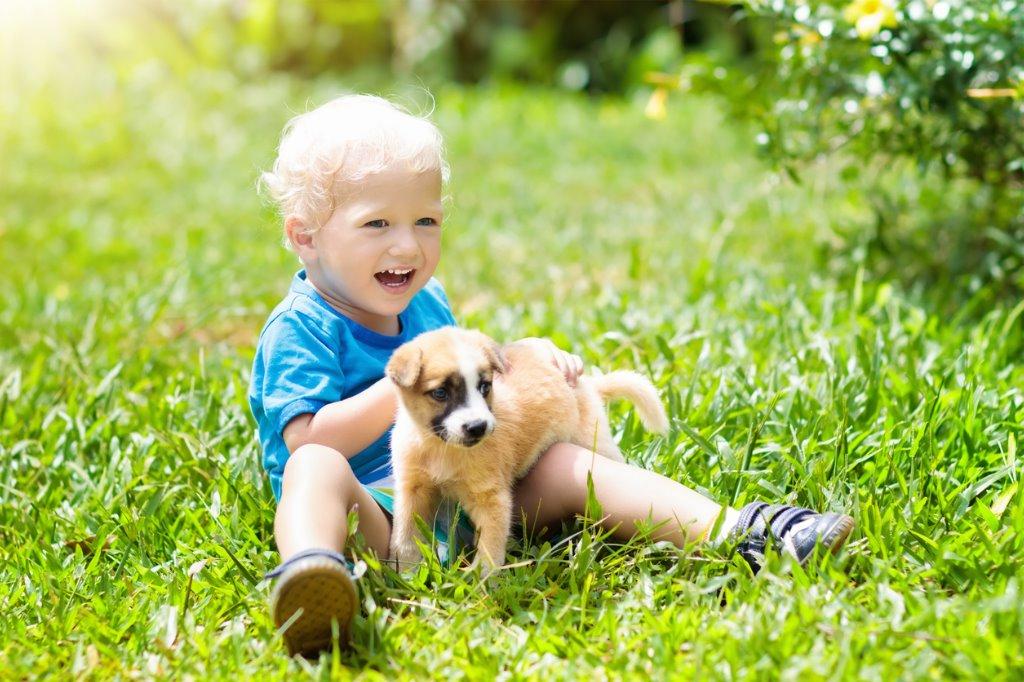 子犬と遊ぶ時間はどれくらいが理想的？｜犬を育てる｜ぷにぷにpaw（ポー）