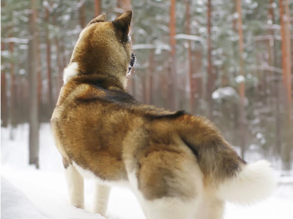 南極観測隊で活躍した樺太犬の魅力｜犬を知る｜ぷにぷにpaw（ポー）