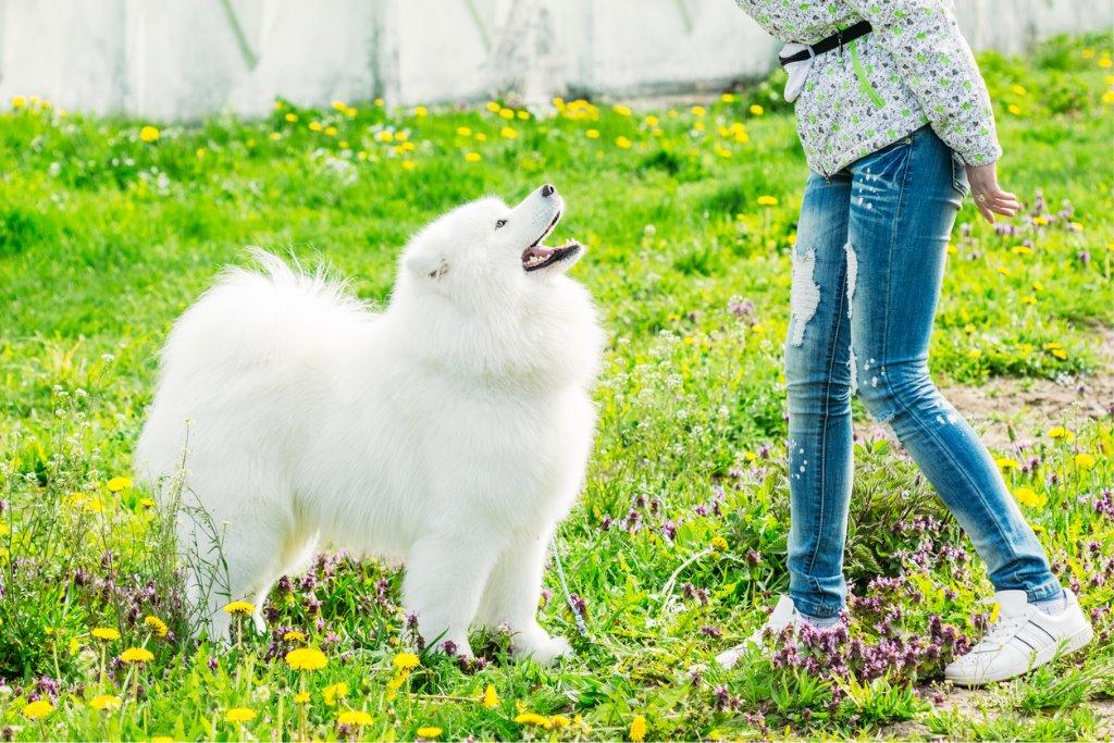 成犬からでもできるしつけ方のコツ 犬を育てる ぷにぷにpaw ポー