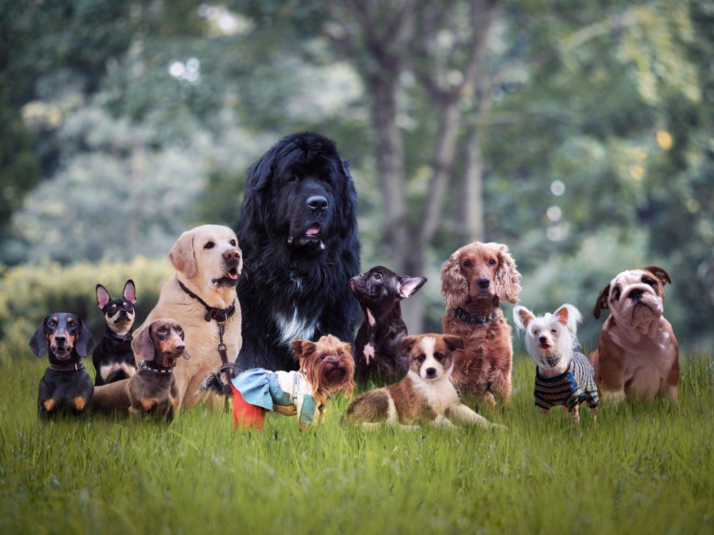 初めて犬を飼うときの犬種選びのポイント｜犬と暮らす｜ぷにぷにpaw（ポー）